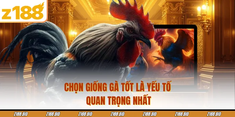 Chọn giống gà tốt là yếu tố quan trọng nhất