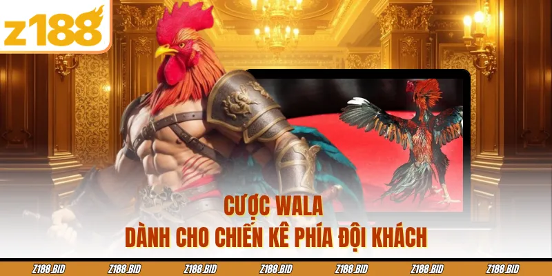Cược Wala dành cho chiến kê phía đội khách