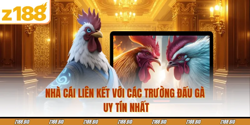 Nhà cái liên kết với các trường đấu gà uy tín nhất