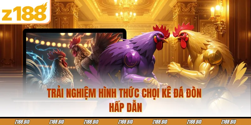 Trải nghiệm hình thức chọi kê đá đòn hấp dẫn